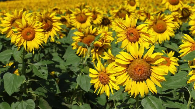 Vibrant yellow sunflower field swaying in gentle breeze background perfect for optimism, energy, and summer vibes