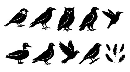 Naklejka premium Collection of detailed bird silhouettes including various species and feathers