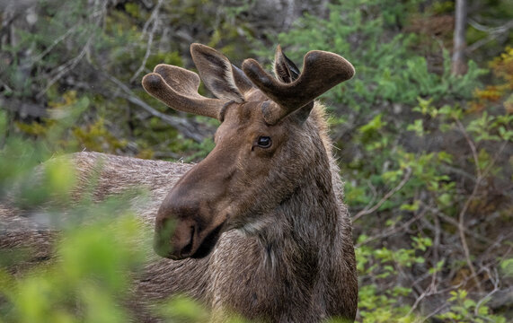 Moose