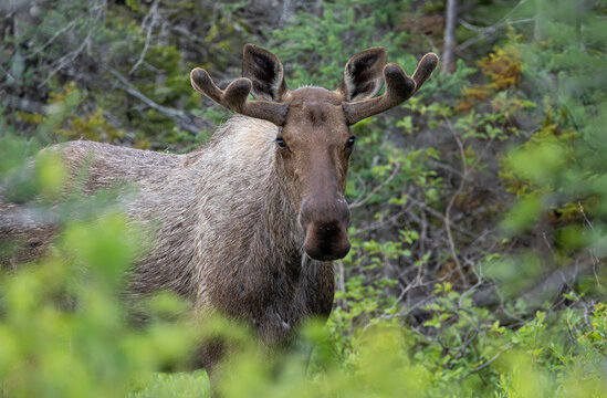 Moose
