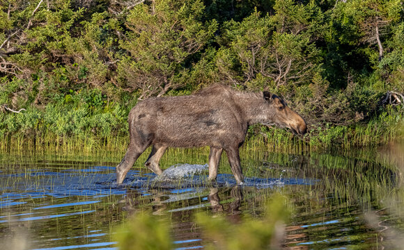 Cow Moose
