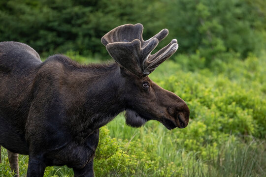 Moose