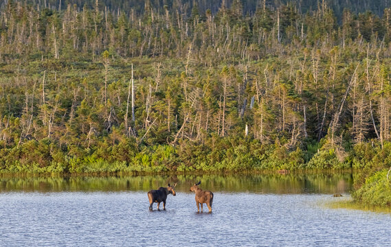 Cow Moose