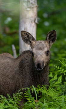 Moose calf