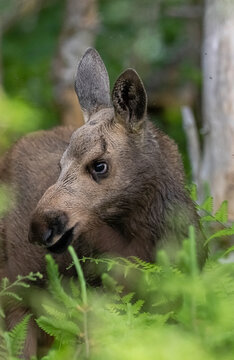 Moose calf