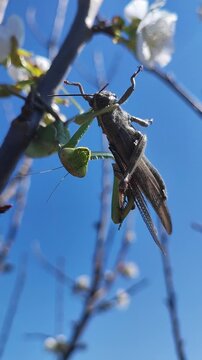  Una mantis africana capturando un saltamontes. Un intenso momento de la cadena alimentaria en un entorno natural. Anacridium aegyptium. Sphodromantis viridis. 