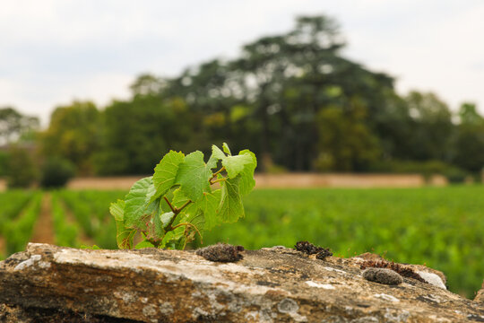 A small grapevine leaf grows from a weathered stone wall overlooking vineyards in the Burgundy wine region of France, symbolizing renewal and natural beauty.