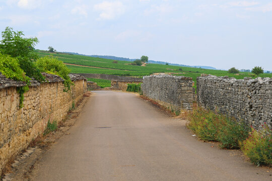 A narrow paved road winds between old stone walls through green vineyards in the Burgundy wine region of France, capturing rural charm and quiet beauty.