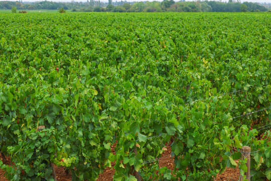 Neat rows of grapevines stretch across the Burgundy wine region of France, illustrating the precision and care behind one of Europe&rsquo;s most famous vineyards.