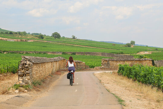 A woman rides her bicycle along a narrow road surrounded by vineyards in the Burgundy wine region of France, enjoying a tranquil summer countryside journey.