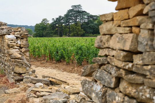 Historic dry stone wall framing a vineyard in the Burgundy wine region of France, highlighting traditional viticulture, rural landscapes, and French wine heritage.