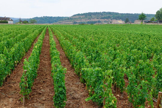 Neat rows of grapevines stretch across the Burgundy wine region of France, illustrating the precision and care behind one of Europe&rsquo;s most famous vineyards.