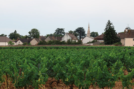 Neat rows of grapevines stretch across the Burgundy wine region of France, illustrating the precision and care behind one of Europe&rsquo;s most famous vineyards.