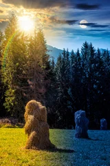 rural landscape with coniferous forest on a green hill. day meet night. sun and moon over spruce trees on grassy meadow in tatra mountains at twilight. summer solstice in poland. astrology wallpaper © Pellinni