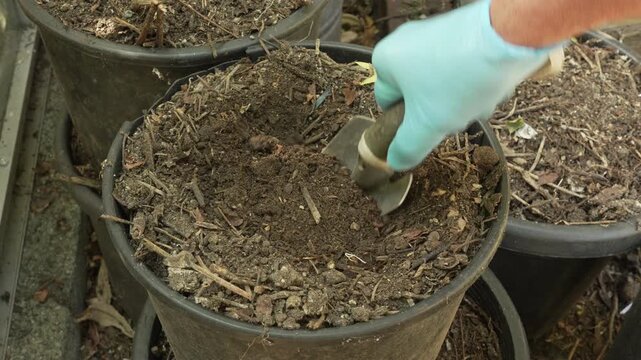 Garden trowel lifting homemade compost for quality inspection