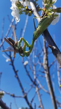 Una mantis africana capturando un saltamontes. Un intenso momento de la cadena alimentaria en un entorno natural. Anacridium aegyptium. Sphodromantis viridis. 