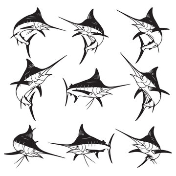 Marlin fish vector illustration set with jumping and swimming poses for sport fishing logos and nautical branding