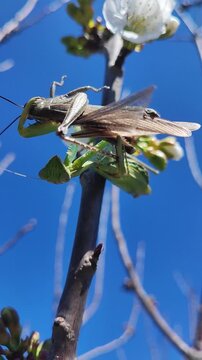   Una mantis africana capturando un saltamontes. Un intenso momento de la cadena alimentaria en un entorno natural. Anacridium aegyptium. Sphodromantis viridis. 