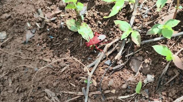 Close-up macro footage of ladybug insect on young garden seedlings. Detailed view of beneficial garden pest predator in natural habitat among soil and emerging plants. Perfect for gardening, agricultu