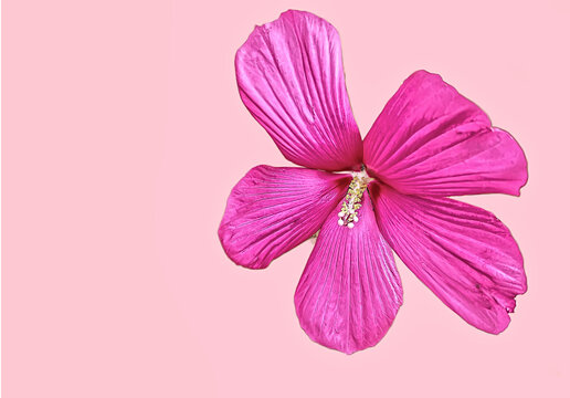 Wallpaper, a large pink hollyhock flower on the right with a peach-colored solid background, empty space on the left.