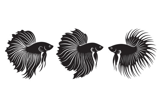 Three black betta fish silhouettes with flowing fins