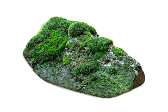 Natural gray forest stone covered with green moss isolated on white.