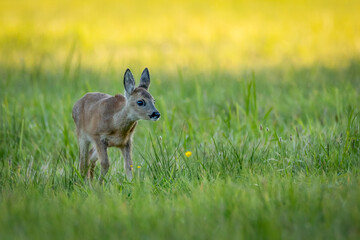 Young European roe deer fawn (Capreolus capreolus) walking on a green meadow during golden hour at sunset. Profile portrait of a cute wild fawn against a warm, blurred background.  © WojtekWildlife