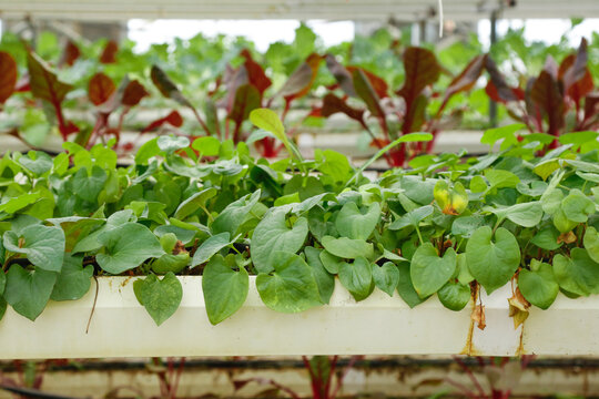 Sweet Potato Plants Growing in Greenhouse Agriculture with Green Leaves and Red Stems