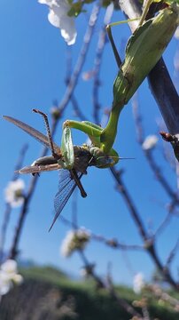  Una mantis africana capturando un saltamontes. Un intenso momento de la cadena alimentaria en un entorno natural. Anacridium aegyptium. Sphodromantis viridis. 