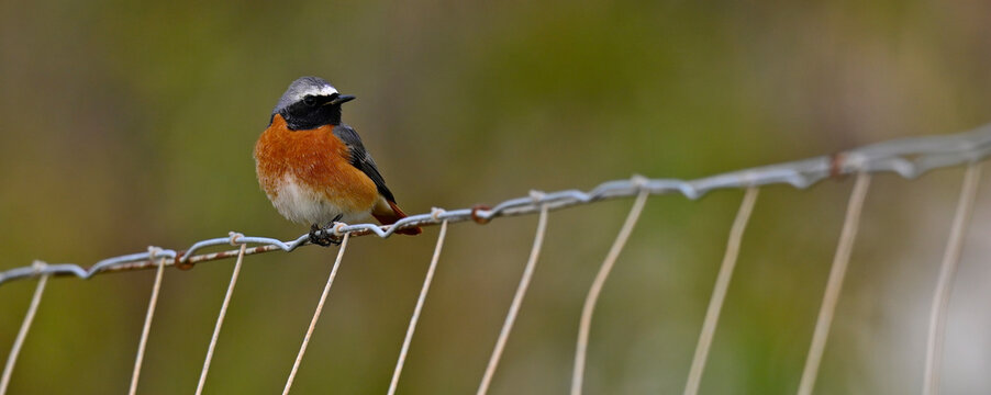 Common redstart // Gartenrotschwanz (Phoenicurus phoenicurus)