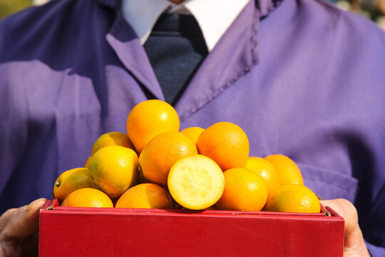 Fresh Golden Citrus Fruits in Red Box Held by Business Professional