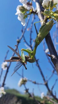 Una mantis africana capturando un saltamontes. Un intenso momento de la cadena alimentaria en un entorno natural. Anacridium aegyptium. Sphodromantis viridis. 