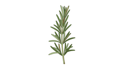 Fototapeta premium Green aromatic branch of organic fresh rosemary herbs, ideal seasoning for culinary recipes and roasting prep.