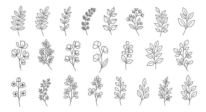 Large collection of simple botanical line art drawings of branches leaves and delicate wildflowers isolated on white background.