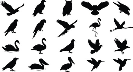 Fototapeta premium Set of bird silhouettes. Collection of flying and standing wild birds in black.