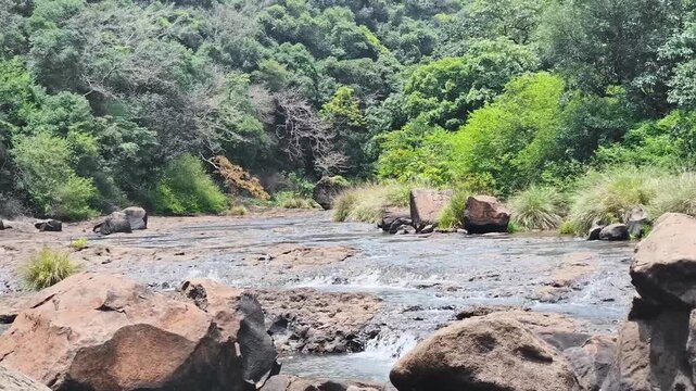Serene river flowing through lush forest landscape. Rocky streambed surrounded by dense green vegetation and tall trees. Peaceful natural scenery ideal for nature documentaries, meditation content, an