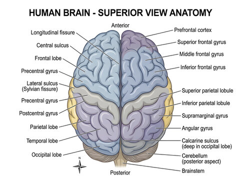 Human brain superior view anatomy diagram