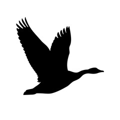 Fototapeta premium Silhouette of flying bird with wings spread - A sleek black silhouette of a bird captured mid-flight with wings fully spread against a clean background, perfect for nature and travel themes.