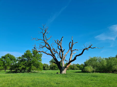 old dead solitary oak tree in a fresh green meadow landscape of a river floodplain