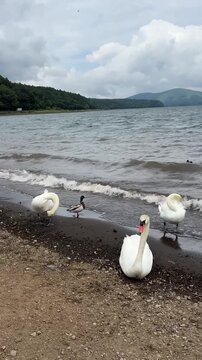 ducks on the lake