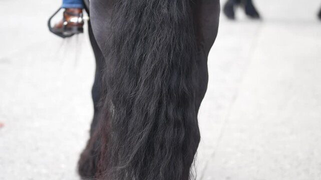 Beautiful black horsetail, a rider is mounted on the black horse seen from behind