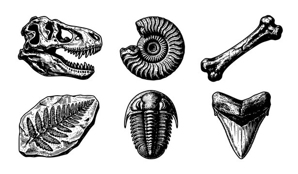Vintage Paleontology Dinosaur Fossil and Shell Vector Icon Set with Skull Ammonite Bone Trilobite Leaf and Shark Tooth Elements for Archeology