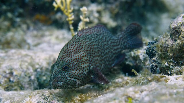 Graysby grouper positioned on a rocky coral reef floor in Key Largo Florida