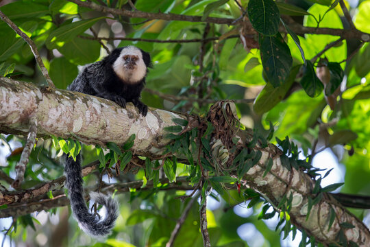 A White-headed Marmoset (Callithrix geoffroyi) sits with curled tail on a branch in Brazil., South-America.