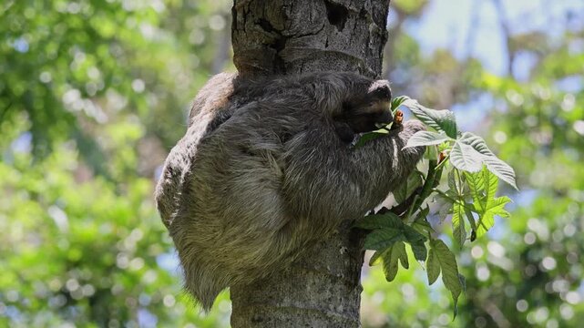 Brown-throated three-toed sloth feeding in a tree with its baby in Costa Rica
