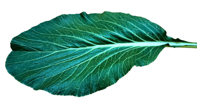 closeup green leaf
