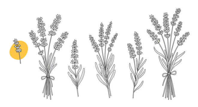 Lavender flower bouquets hand drawn sketch outline illustrations set of various lavender bunches on a white background.