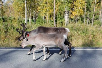 Reindeer roam across the landscape and along the roads of Lapland. Motorists should be cautious, as the reindeer do not fear cars. The landscape of Northern Finland in early September © Aila Ruoho