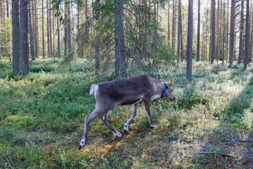 Reindeer roam across the landscape and along the roads of Lapland. Motorists should be cautious, as the reindeer do not fear cars. The landscape of Northern Finland in early September © Aila Ruoho