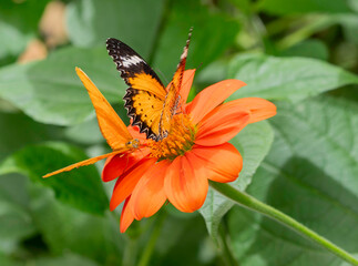 Two Butterflies © Cathy Donohoue